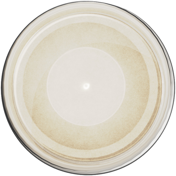 [703] Ultracryl Metal Platinum